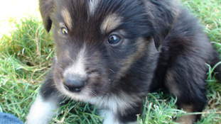 Laffy Taffy the puppy